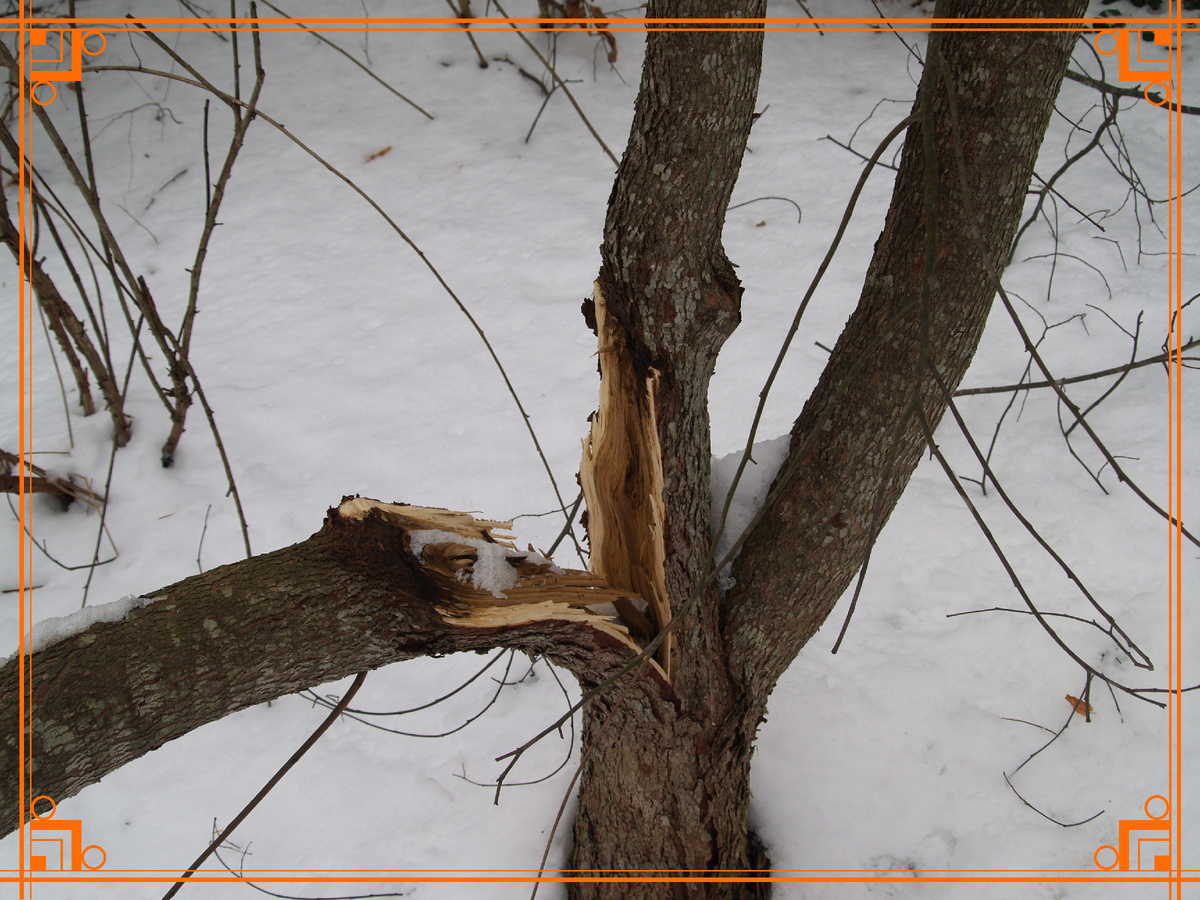 фото из интернета. еловые ветки