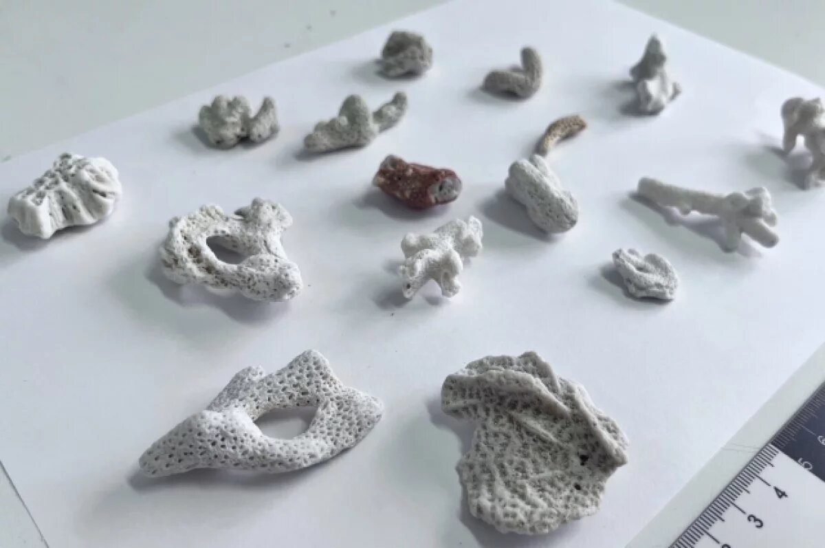    Барнаульский турист привез из Вьетнама запрещенные кораллы в чемодане