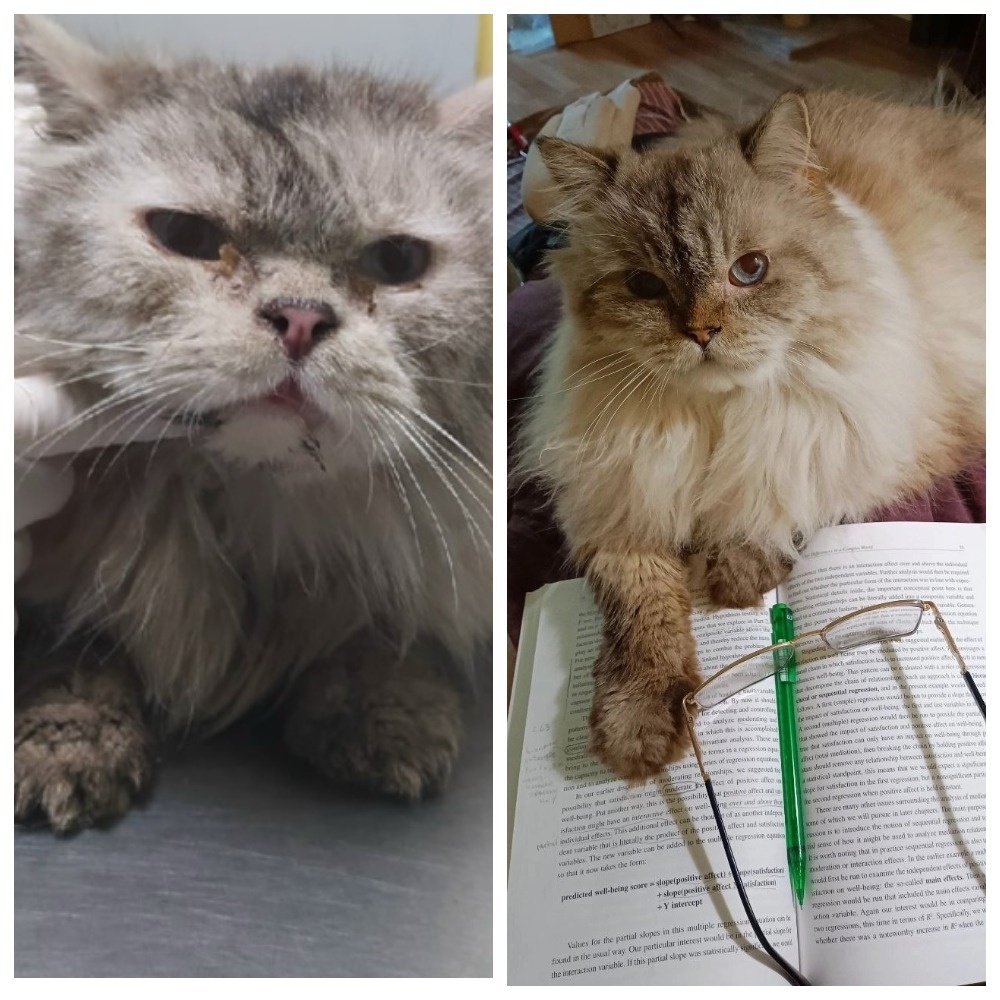 Роскошный котик Сократ уехал из приюта домой 25 сентября 2022 года.