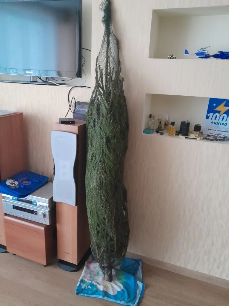 Дедушка купил елку