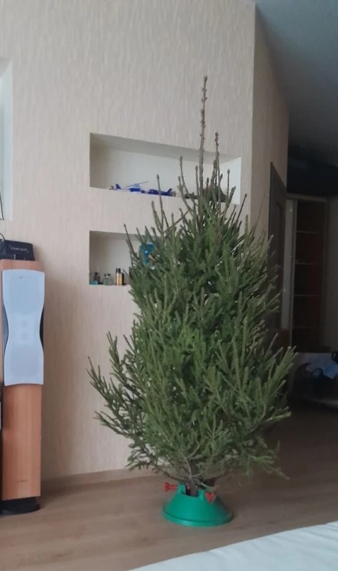 Купили елку на новый год