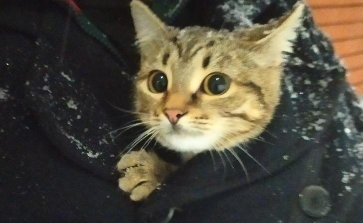    фото Курские известия