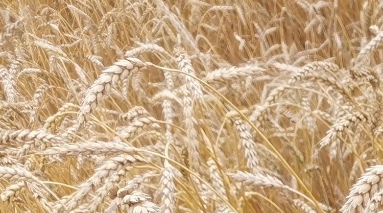    Фото: Лукьянов Дмитрий, AgroXXI.ru