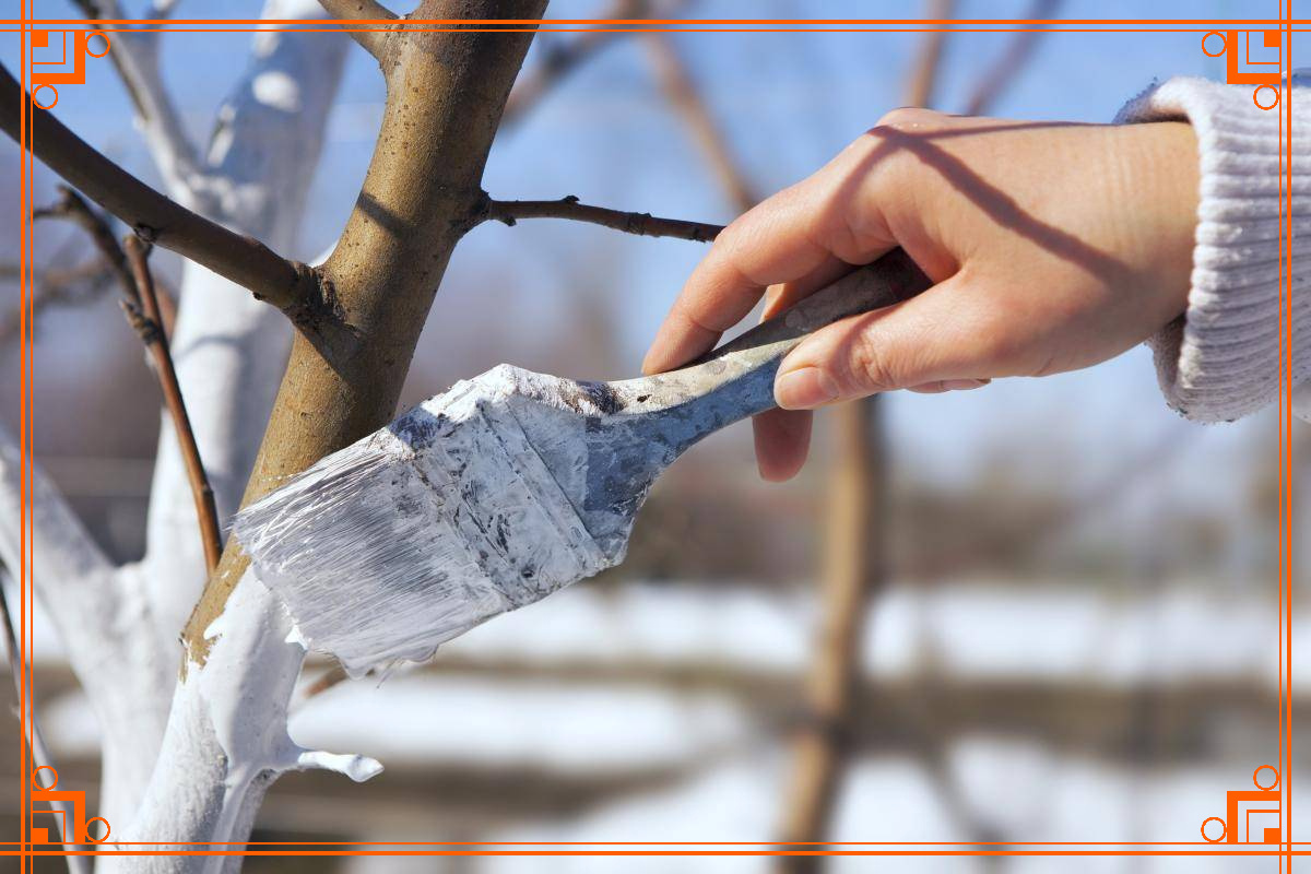 Фото из Интернета. побелка деревьев