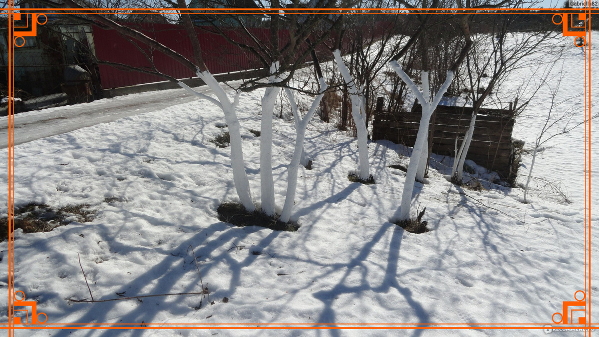 Фото из Интернета. побелка деревьев известью