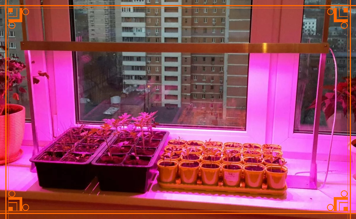 Фото из Интернета. фитолампа для рассады