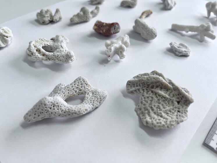     Фото: пресс-служба Алтайской таможни