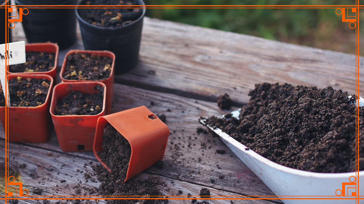 Фото из Интернета. емкости для выращивания рассады