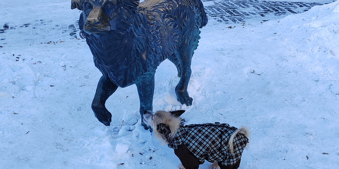 Хатико, Верблюды, нищие. Прогулка по Кировке в Челябинске.