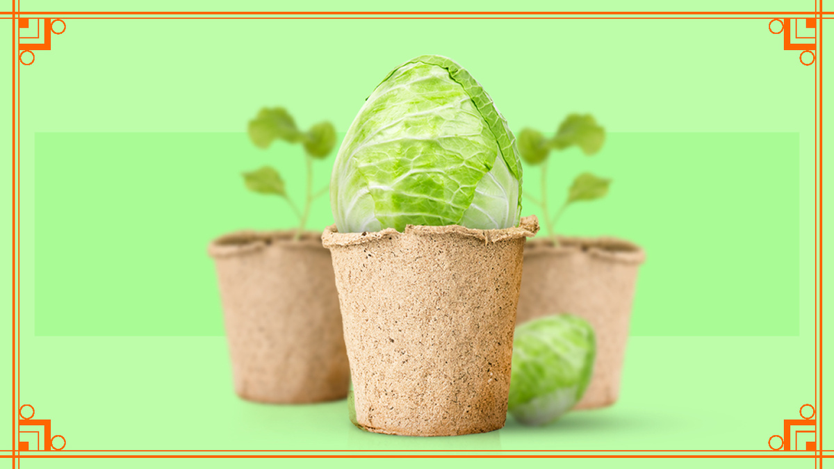 Фото из интернета. выращивание капусты