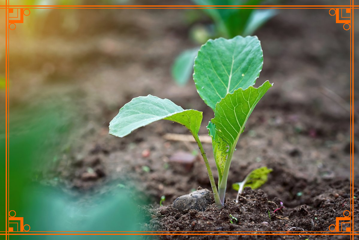 Фото из Интернета. выращивание капусты в грунте