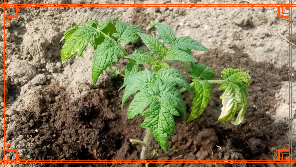 Фото из интернета. выращивание томатов