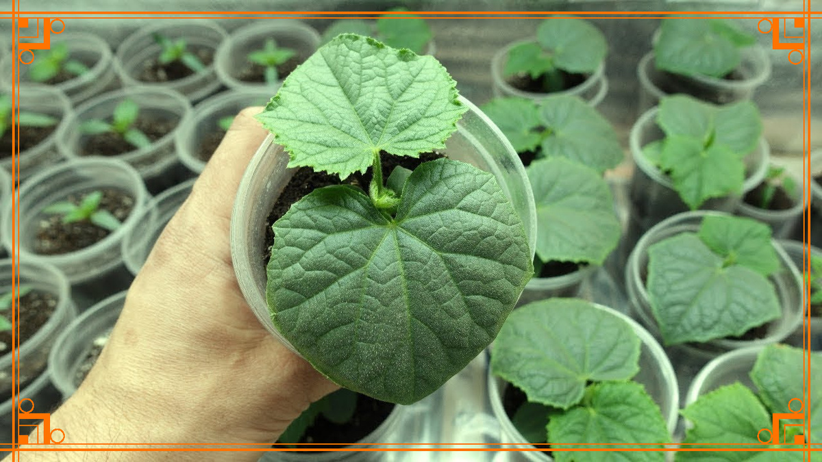 Фото из интернета. огурец теплица выращивание огурцов