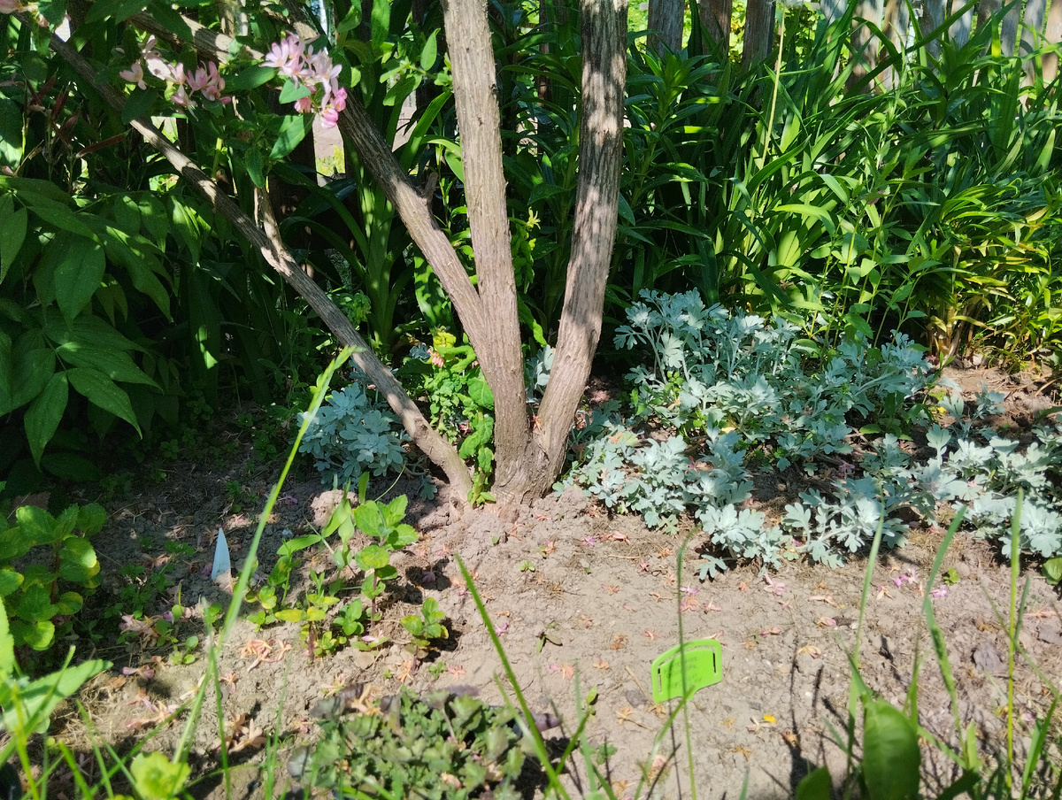 Полынь Стеллера 'Silver Brocade' в мае