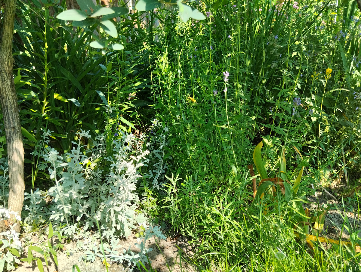 Полынь Стеллера 'Silver Brocade' в июле