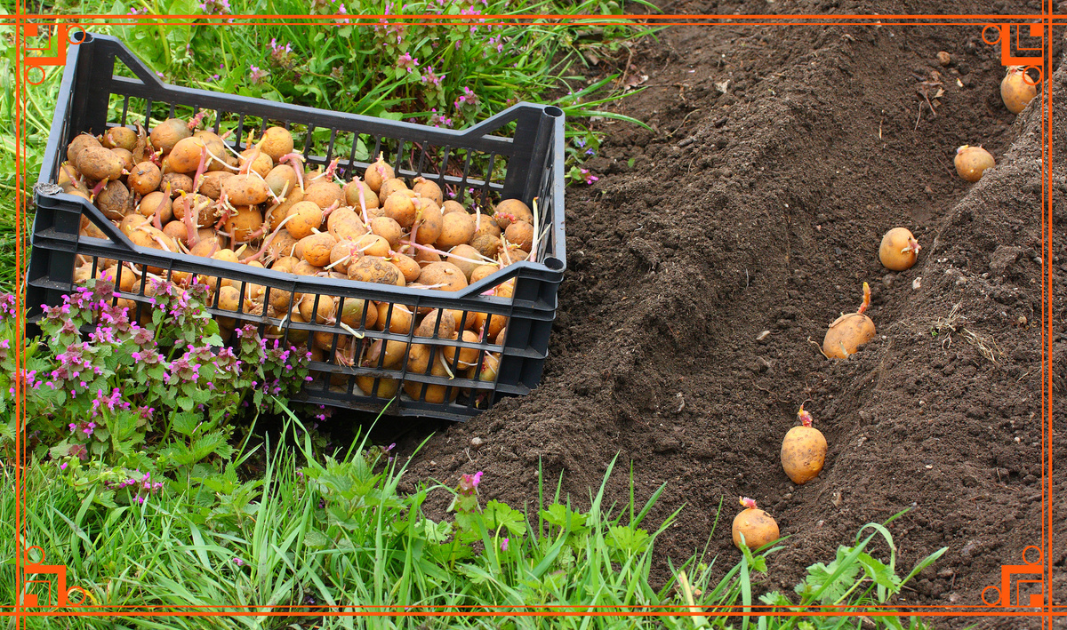 Фото из интернета. выращивание картофеля