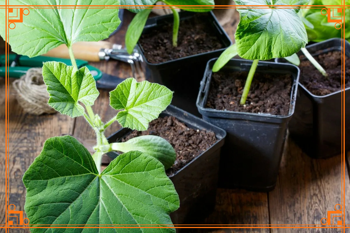 фото из интернета. выращивание кабачков