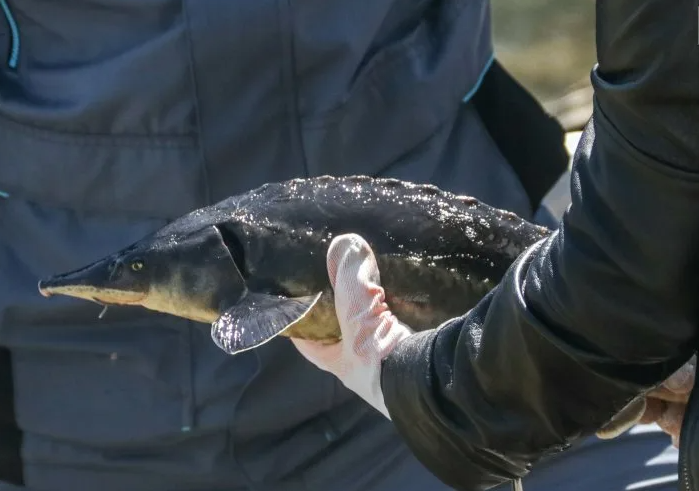 Поймал осетра случайно — отдал 377 тысяч