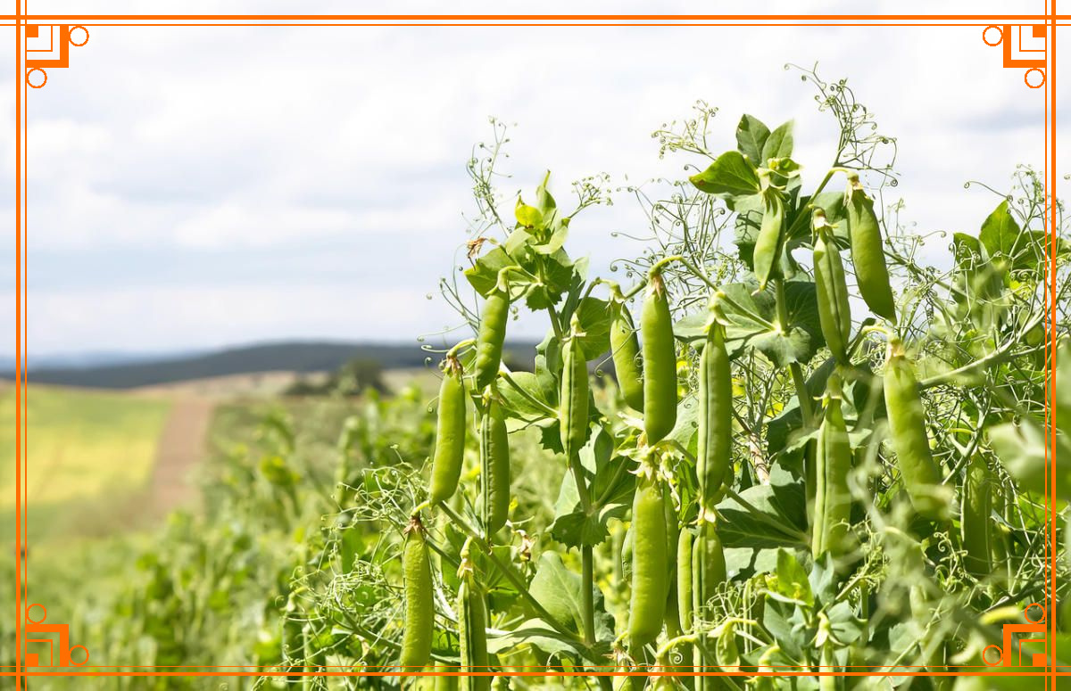 Фото из интернета. выращивание гороха