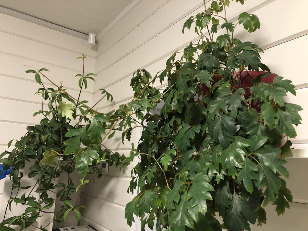 Фото автора. 