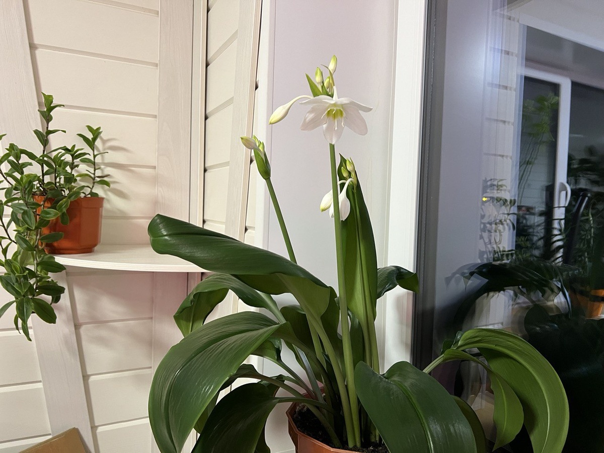 Амазонская лилия. Фото автора