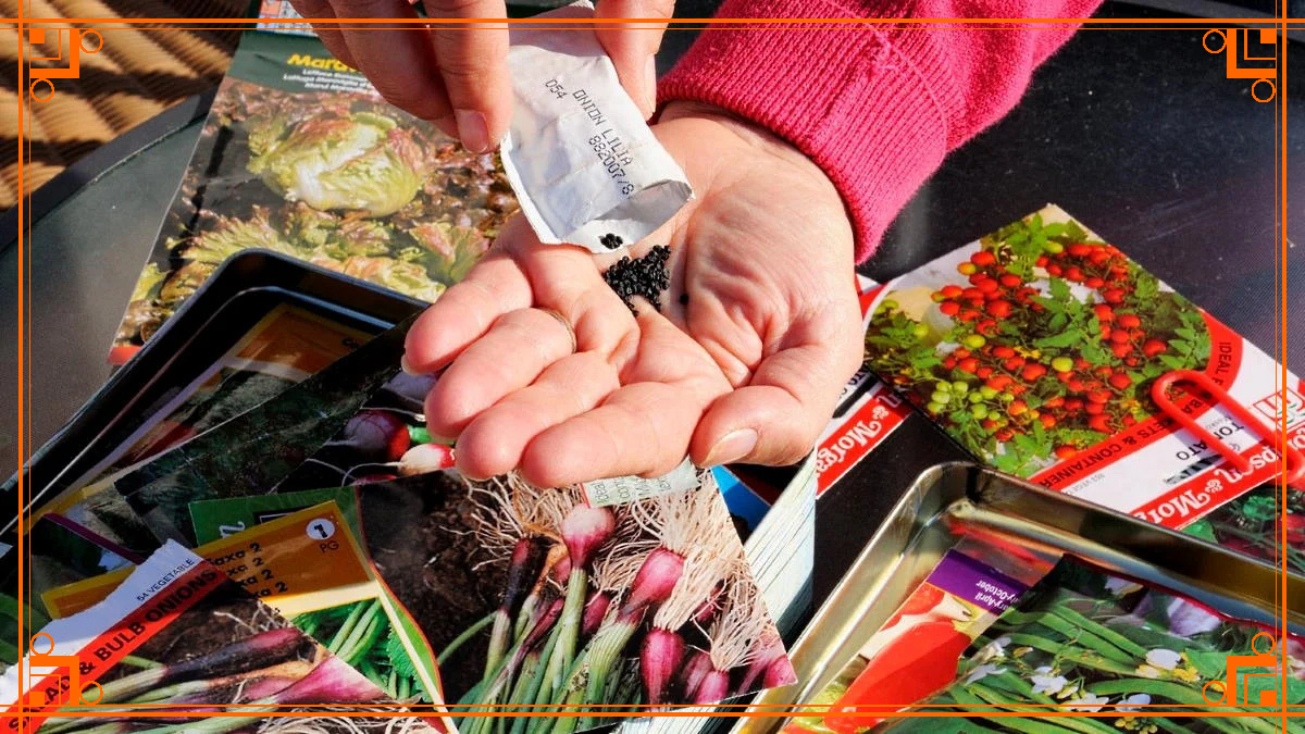 Фото из интернета. как выбрать семена