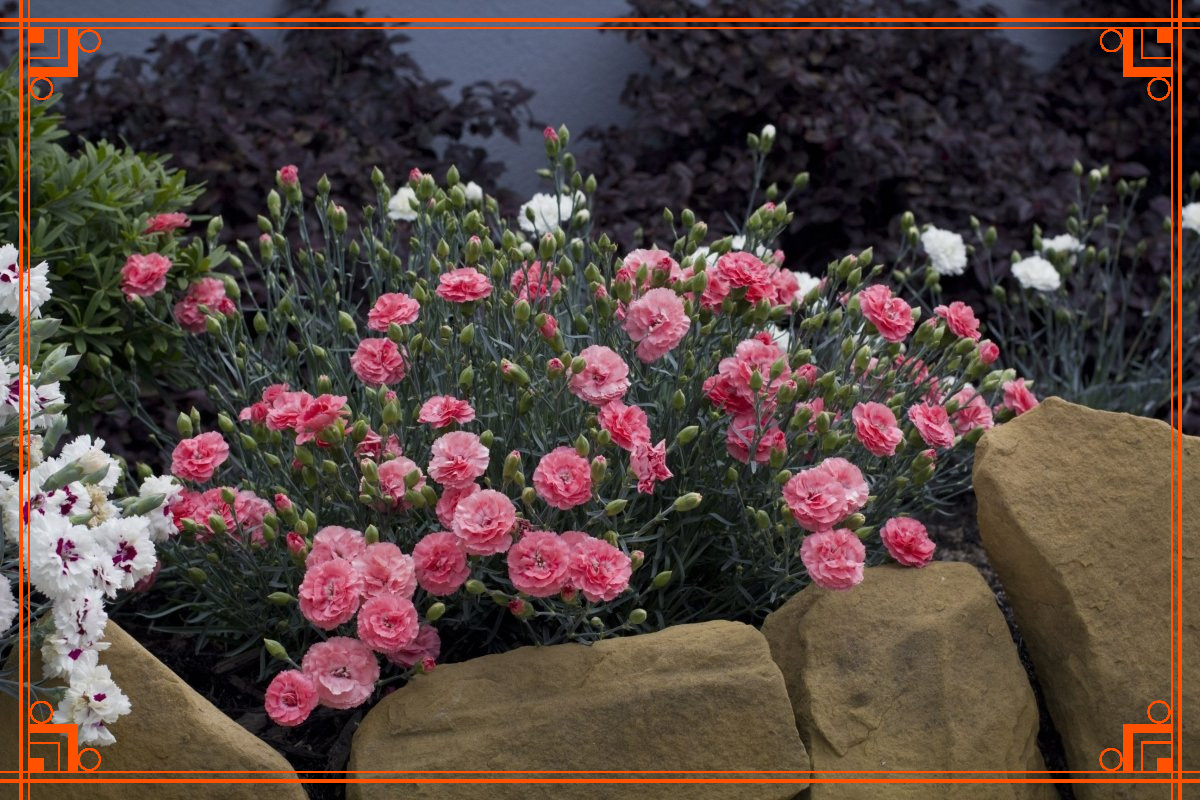 Фото из Интернета. Гвоздика Шабо