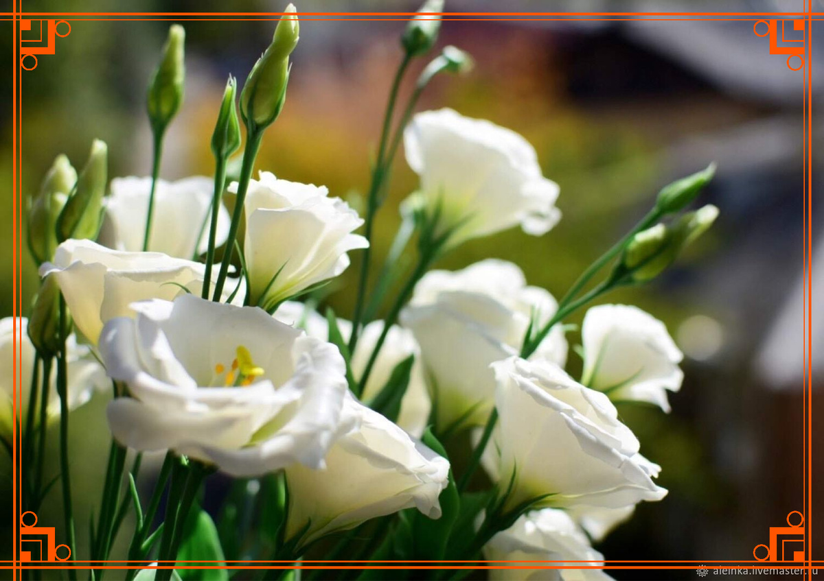 Фото из Интернета. Эустома (Лизиантус) 