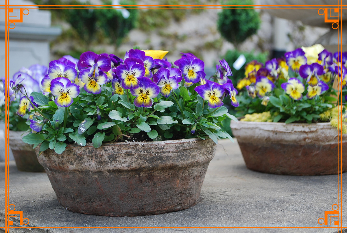 Фото из интернета. Виола или Анютины глазки