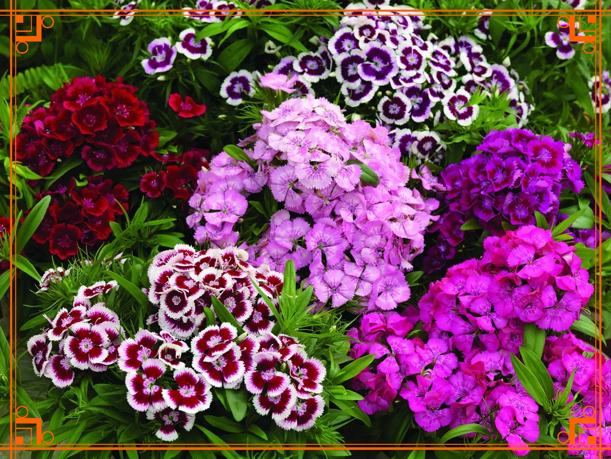 Фото из Интернета. Турецкая гвоздика