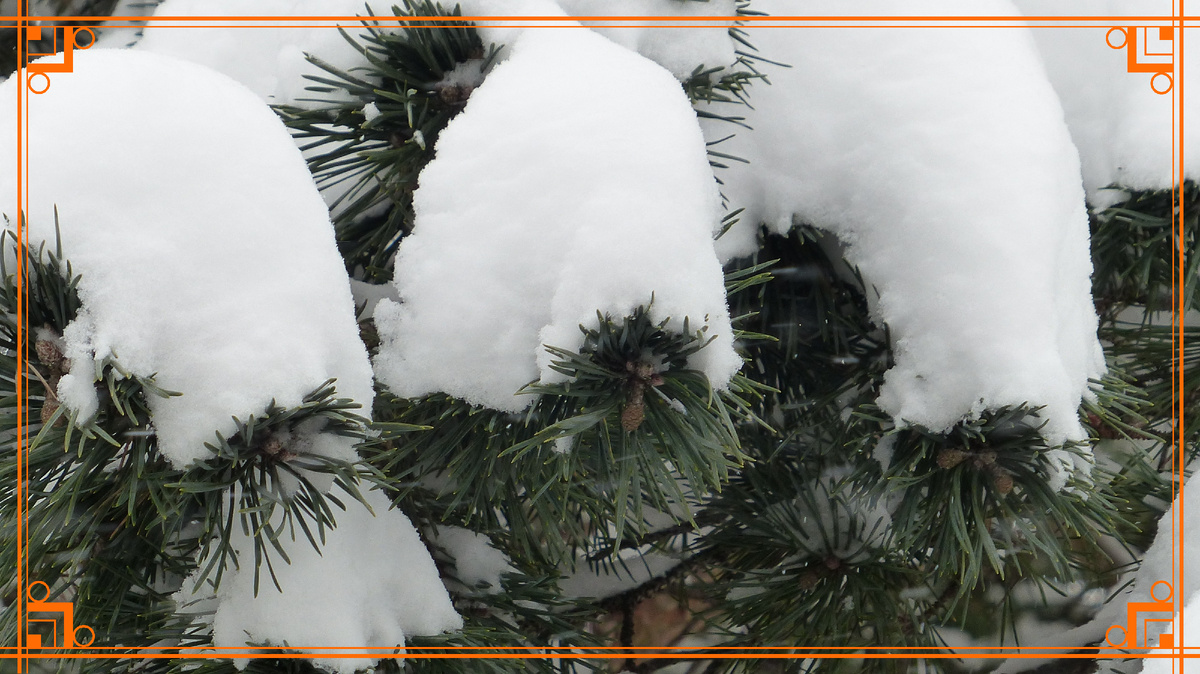 Фото из Интернета. укрытие зимой