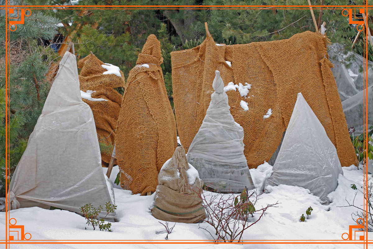 Фото из интернета. укрытие спанбондом на зиму