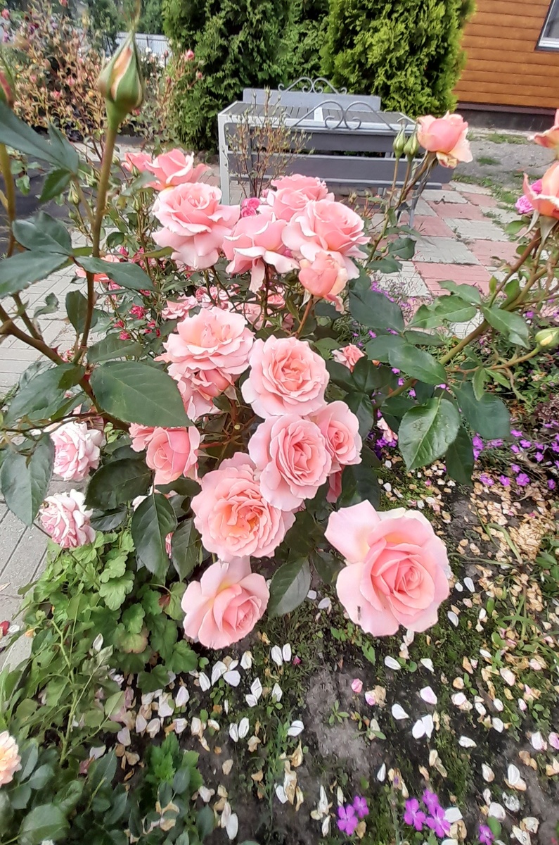 Поэзия, флорибунда 