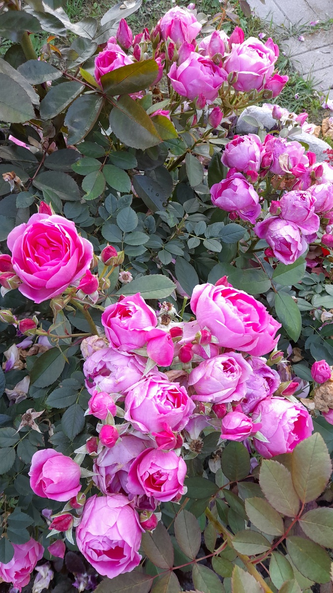 Прейри Джой, шраб