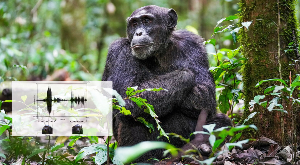   N + 1; Lara Michelle Southern et al. / American Journal of Primatology, 2025; Giles Laurent / Wikimedia Commons / CC BY-SA 4.0