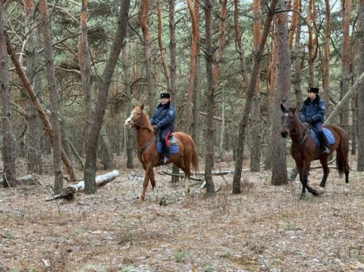    Охрана хвойных насаждений // Фото Правительства Ростовской области