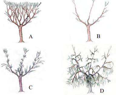 Картинка из открытых источников. А вот рекомендации по созданию за 4 года плакучей формы на базе взрослого дерева