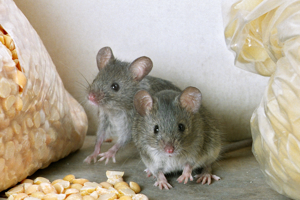 Мастер маскировки: если в щель проходит карандаш, в неё пройдет и домовая мышь.