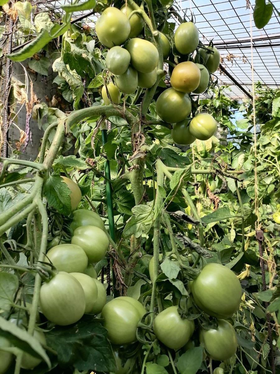 Томат Успех под козырьком, кусты выше 70 см, фото автора