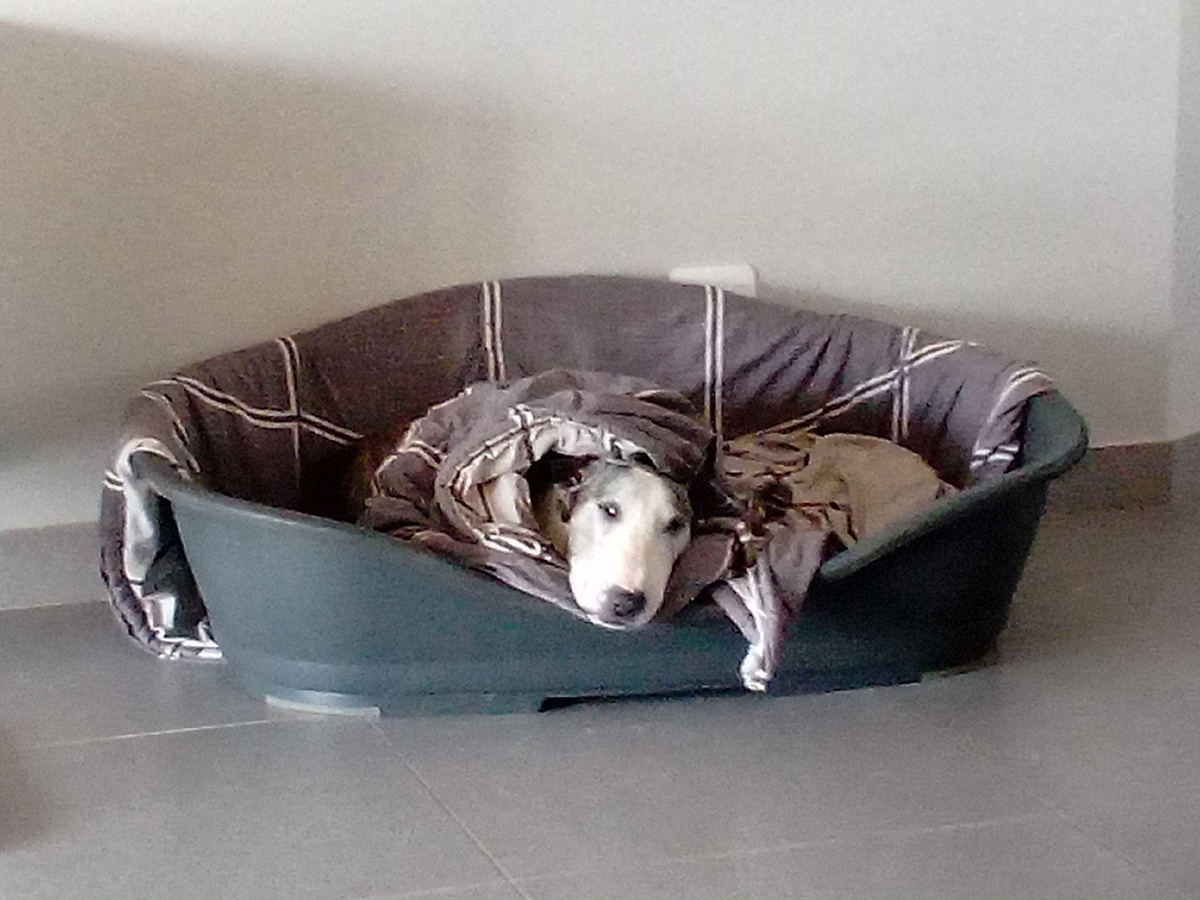 Бенсон приболел - после визита к ветеринару в своем любимом одеяле. Фото из личного архива