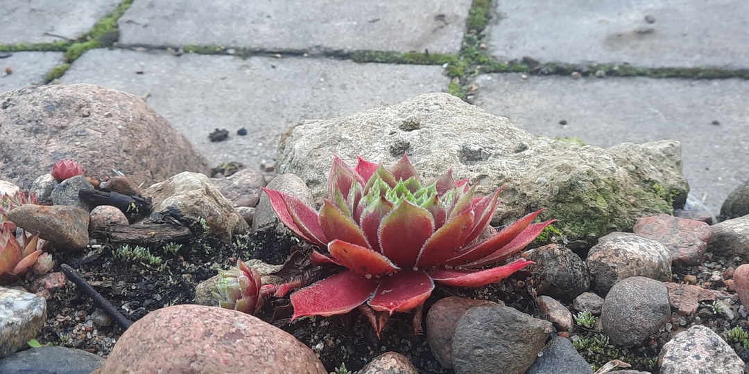 Природа малого максимально удивительна