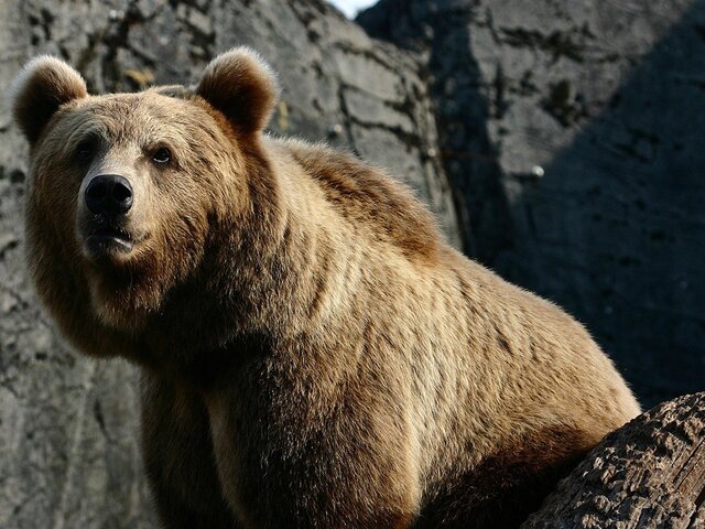    Фото: 123RF.com/jeancliclac