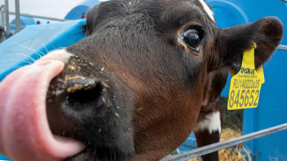 В слободе Черемуха создадут высокотехнологичную ферму.📷Фото: Егор Снетков / Коммерсантъ