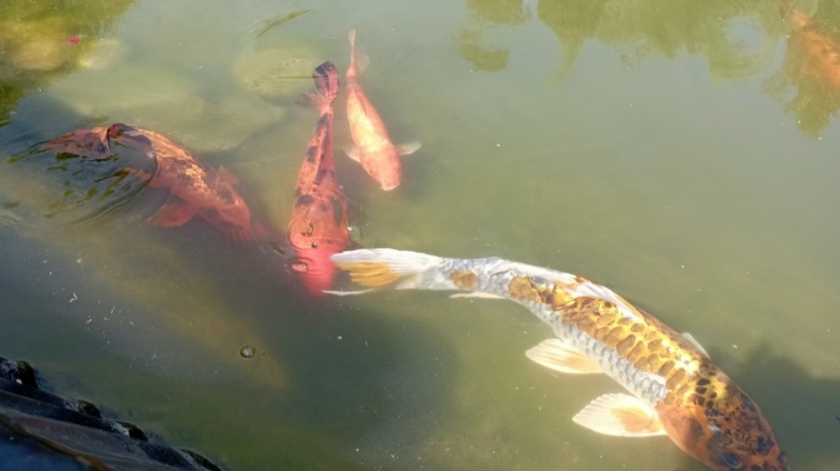    Почти 20 тонн корма для рыб из Киргизии не пустили в Саратовский регионНовости Саратова и области – Сетевое издание «Репортер64»