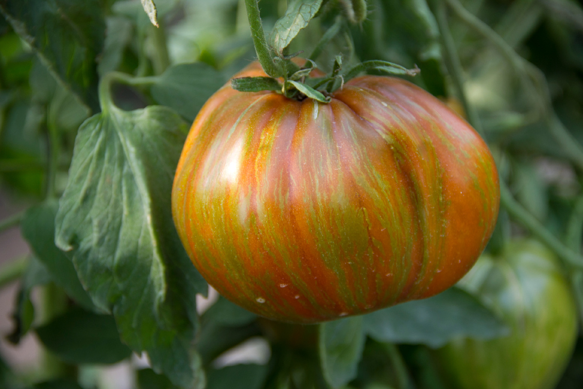 Бычье сердце полосатое от агрофирмы ГАВРИШ