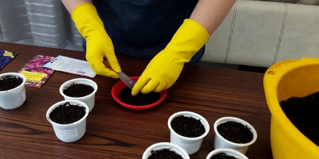 Их надо сеять уже в январе! Сохраняйте в закладки, чтобы не потерять, какие цветы сеять в январе 2026