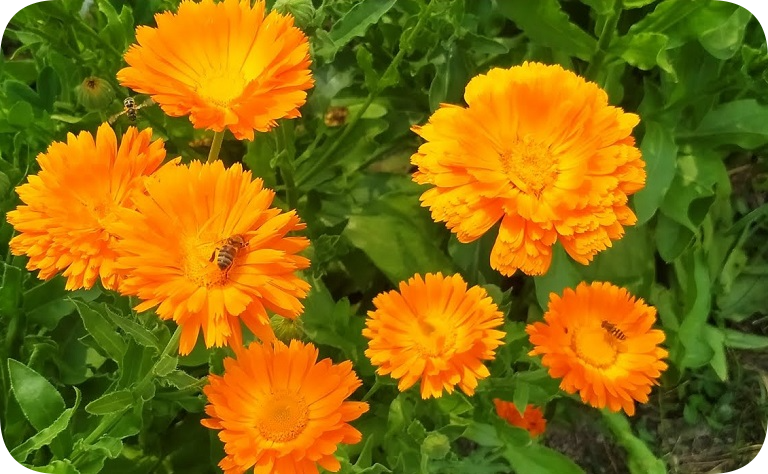 КАЛЕНДУЛА В БАНЕ