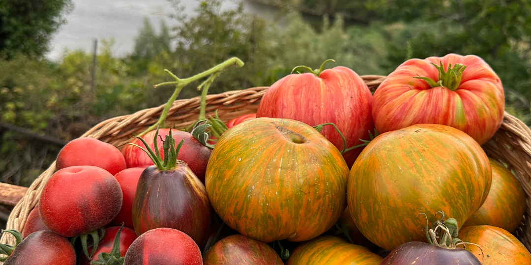 Влюбляю в помидоры. Часть 8. Красные , желтые или разноцветные ? Какие томаты лучше?
