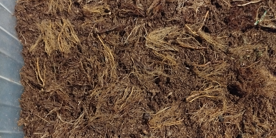 Закладываем маточный корень малины, обзор черенков заложенных на проращивание.