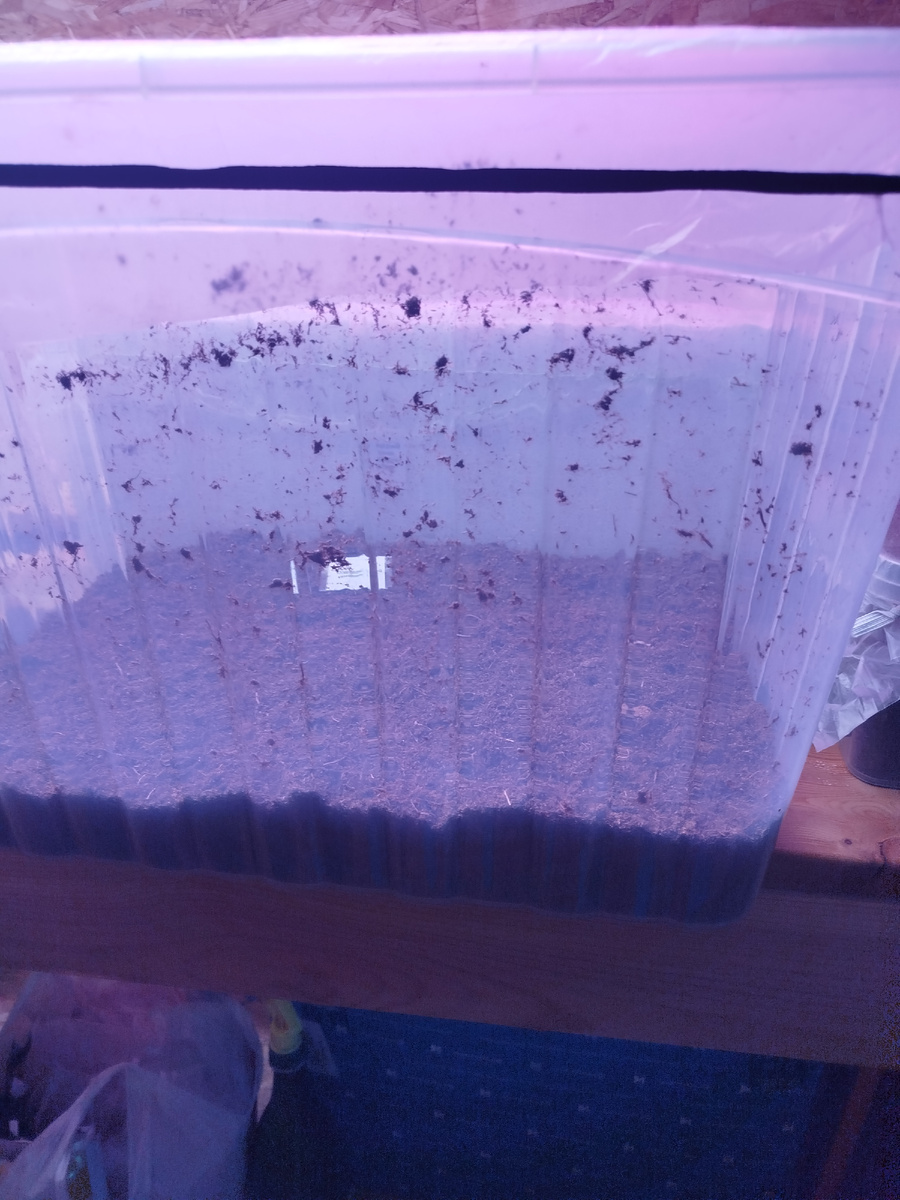 Ждём результат.